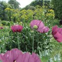 Papaver somniferum fleur